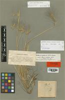 Isolectotype of Elymus lechleri Steud. [family POACEAE]