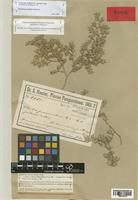 Guilleminea fragilis Pedersen [family AMARANTHACEAE]