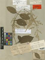 Iresine hassleriana Chodat [family AMARANTHACEAE]