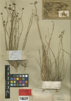 Holotype of Linum stocksianum Boiss. [family LINACEAE]