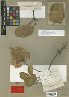 Cordia morelosana Standl. [family BORAGINACEAE]