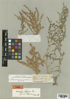 Halogeton tibeticus Bunge [family CHENOPODIACEAE]