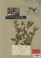 Cistus albanicus Heywood [family CISTACEAE]