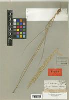 Arrhenatherum erianthum Boiss. & Reut. [family POACEAE]