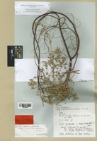 Isotype of Lotus cytisoides L. subsp. conradiae Gamisans [family LEGUMINOSAE]