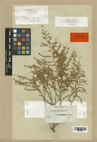 Artemisia herba-alba Boiss. var. glabrescens [family COMPOSITAE]