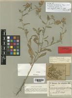 Centaurea ramosissima Freyn & Sint. [family COMPOSITAE]