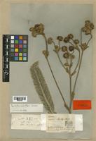 Espeletia schultzii Wedd. [family COMPOSITAE]