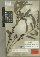 Eucalyptus saligna Sm. [family MYRTACEAE]