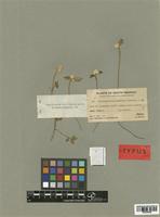 Alternanthera macbridei Standl. [family AMARANTHACEAE]