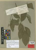 Isotype of Hamelia brachystemon Wernham [family RUBIACEAE]