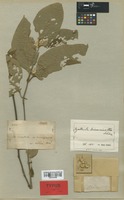 Isotype of Cyathula triuncinella Schinz [family AMARANTHACEAE]