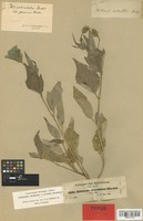Isotype of Hibiscus articulatus A. Rich. [family MALVACEAE]