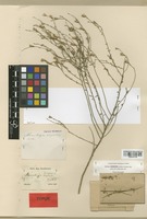 Type of Nierembergia scoparia Sendtn. [family SOLANACEAE]