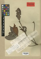 Holotype of Rhododendron wilhelminae Hochr. [family ERICACEAE]
