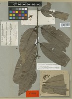 Isotype of Banisteria cinerascens Griseb. var. glabrescens Nied. [family MALPIGHIACEAE]
