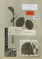 Isotype of Banisteriopsis inebrians C. V. Morton [family MALPIGHIACEAE]