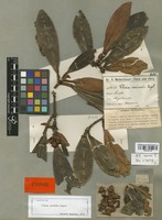 Isotype of Clusia carinata Engl. [family GUTTIFERAE]