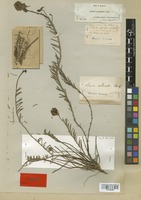 Lectotype of Linaria melanantha Boiss. & Reut. [family SCROPHULARIACEAE]