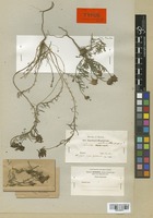 Type of Linaria melanantha Boiss. & Reut. [family SCROPHULARIACEAE]