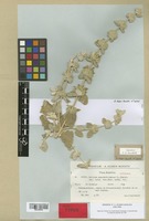 Holotype of Ballota pseudodictamnus (L.) Benth. subsp. lycia Hub.-Mor. [family LABIATAE]