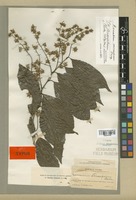Isotype of Homalium stenosepalum S. F. Blake [family FLACOURTIACEAE]