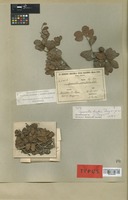 Holotype of Cynometra duckei Dwyer [family LEGUMINOSAE]