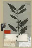 Type of Randia laurifolia Benth. & Hook. f. [family RUBIACEAE]