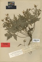 Isolectotype of Geranium reuteri Aedo & Muñoz Garm. [family GERANIACEAE]