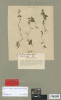 Type of Anotis calycina Hook. f. [family RUBIACEAE]