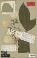 Isotype of Mussaenda intuspilosa Jayaw. [family RUBIACEAE]