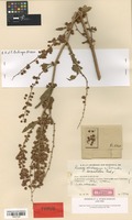 Isotype of Rumex ×exspectatus Rech. f. [family POLYGONACEAE]