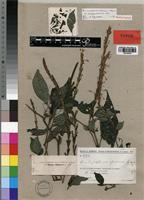 Holotype of Brachystephanus africanus var. madagascariensis Figueiredo [family ACANTHACEAE]