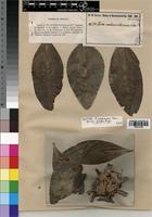 Isotype of Protea madiensis f. pilosa Engl. [family PROTEACEAE]