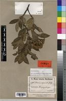 Syntype of Nuxia polyantha Gilg [family BUDDLEJACEAE]