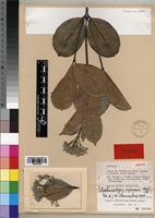 Isotype of Stephanostegia capuronii Markgr. [family APOCYNACEAE]
