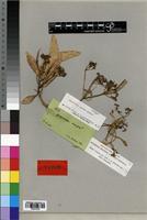 Isotype of Rauvolfia natalensis Sond. [family APOCYNACEAE]