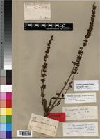 Syntype of Rumex camptodon Rech. f. [family POLYGONACEAE]