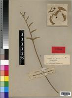 Isotype of Ceropegia abyssinica Decne. [family ASCLEPIADACEAE]