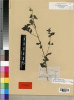 Isolectotype of Droguetia ambigua Wedd. [family URTICACEAE]