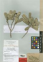 Ivodea choungiensis Labat & al. [family RUTACEAE]