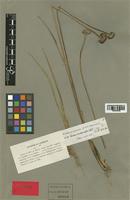 Type of Juncus involucratus Steud. [family JUNCACEAE]