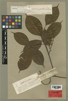 Paullinia paullinioides Radlk. [family SAPINDACEAE]
