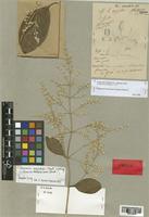 Iresine hassleriana Chodat [family AMARANTHACEAE]