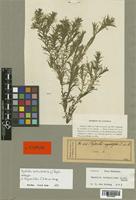 Hydrilla najadifolia Zoll. & Moritzi [family HYDROCHARITACEAE]
