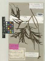 Tacca samoensis Reinecke [family TACCACEAE]