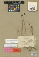 Allium barthianum Asch. & Schweinf. [family LILIACEAE]