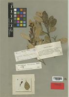 Rauvolfia strempelioides Griseb. [family APOCYNACEAE]