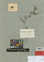 Type of Indigofera tetragonoloba E. Mey. [family LEGUMINOSAE]