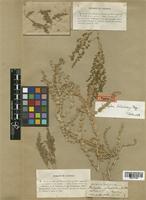 Halogeton tibeticus Bunge [family CHENOPODIACEAE]